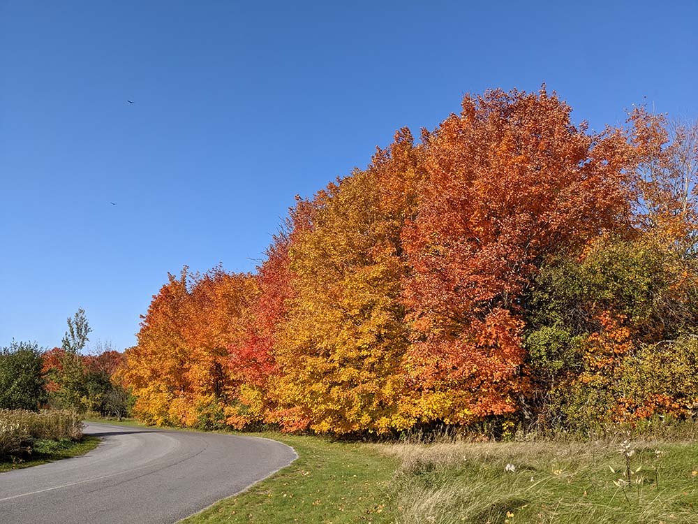 foliage